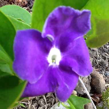 Brunfelsia pauciflora syn. Brunfelsia calycina