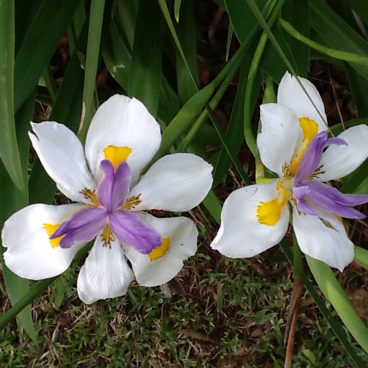 Plant image Dietes iridioides syn. Moraea iridioides, Moraea vegeta, Dietes vegeta