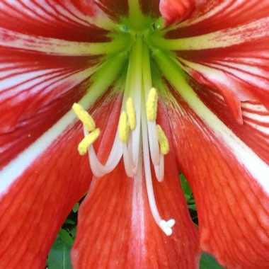 Hippeastrum