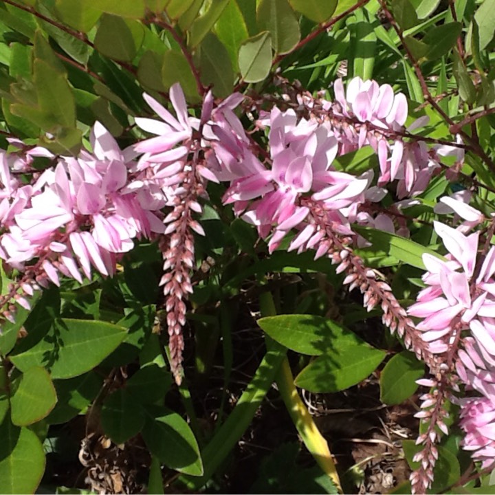 Plant image Indigofera Decora