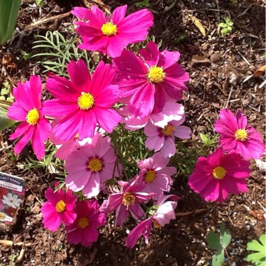 Cosmos Bipinnatus 'Sensation ' (Mixed)