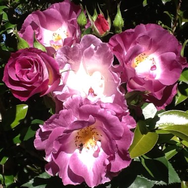 Rosa (Hybrid Tea)