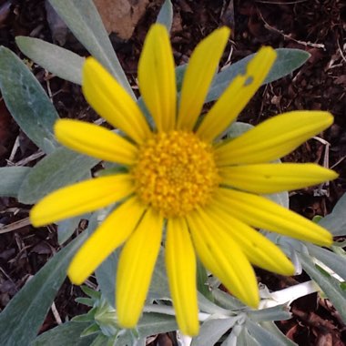 Bellis perennis