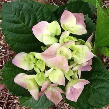 Hydrangea