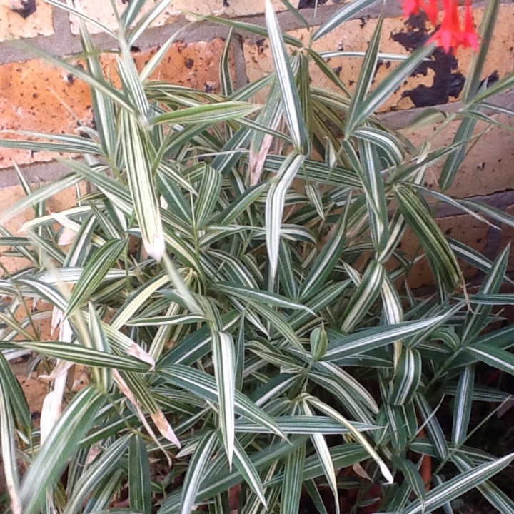 Plant image Pleioblastus variegatus 'Tsuboii'