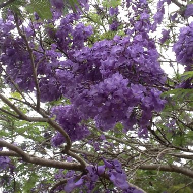 Jacaranda mimosifolia