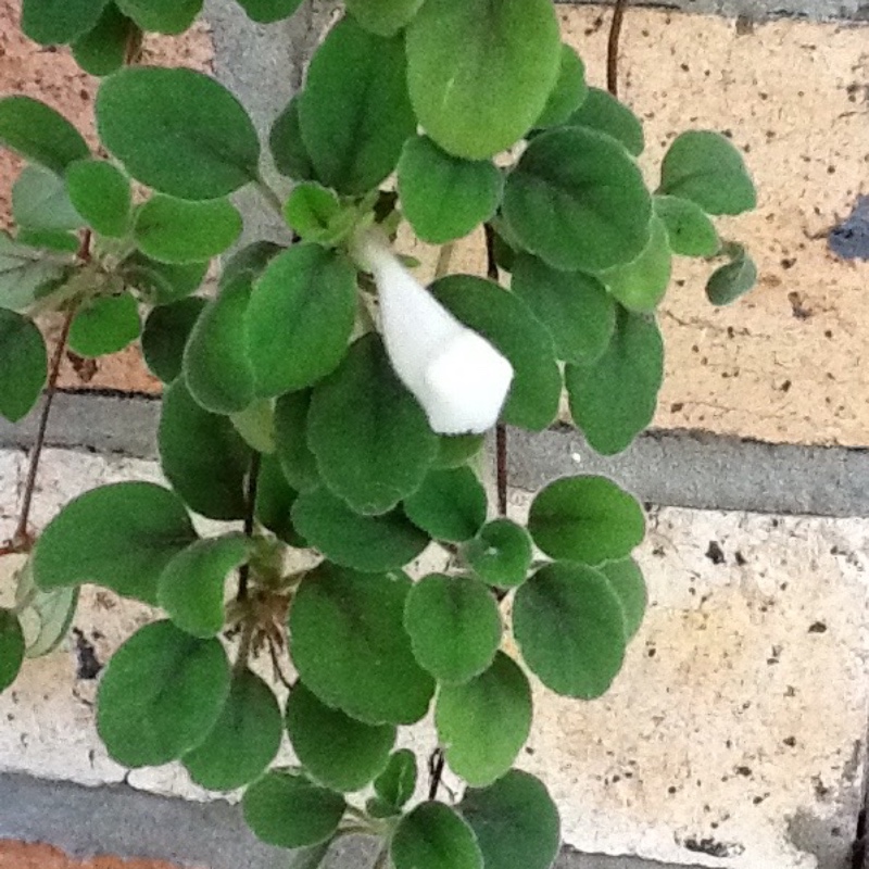 Episcia Dianthiflora