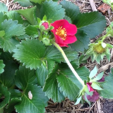 Fragaria x ananassa