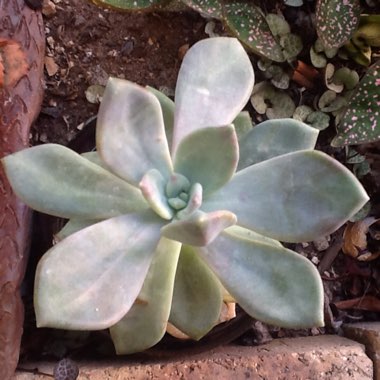 Graptopetalum Paraguayense subsp. Paraguayense