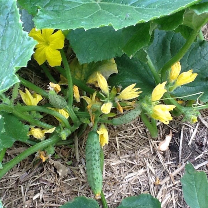 Plant image Cucumis sativus 'Bush Crop'