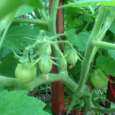 Solanum lycopersicum  syn. Lycopersicon lycopersicum