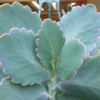 Kalanchoe Blossfeldiana