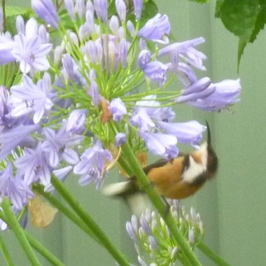 Agapanthus