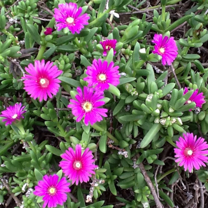 Plant image Drosanthemum Hispidum