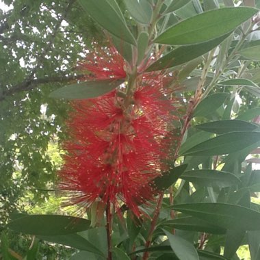 Callistemon Citrinus 'Endeavour'