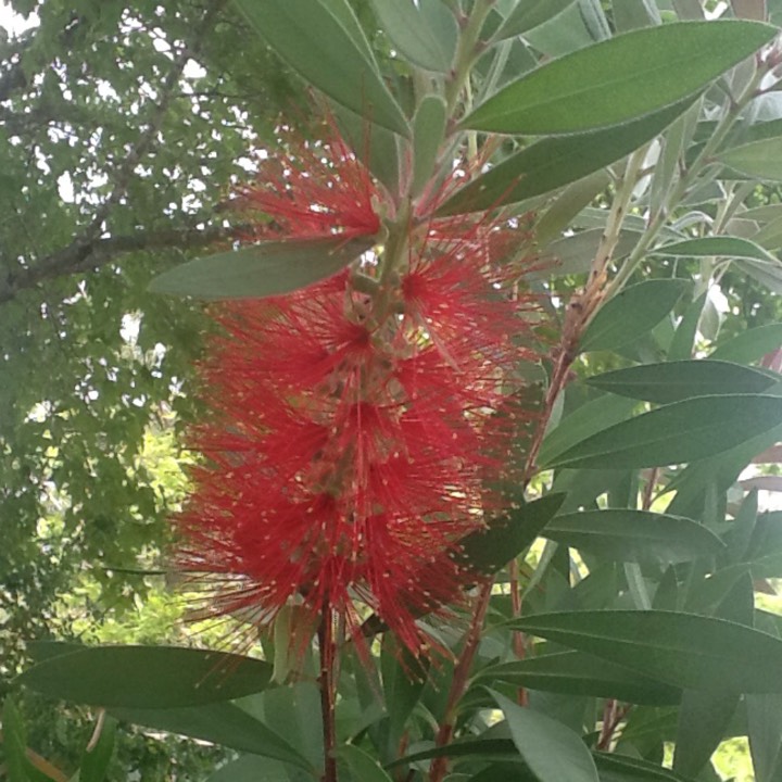 Plant image Callistemon Citrinus 'Endeavour'