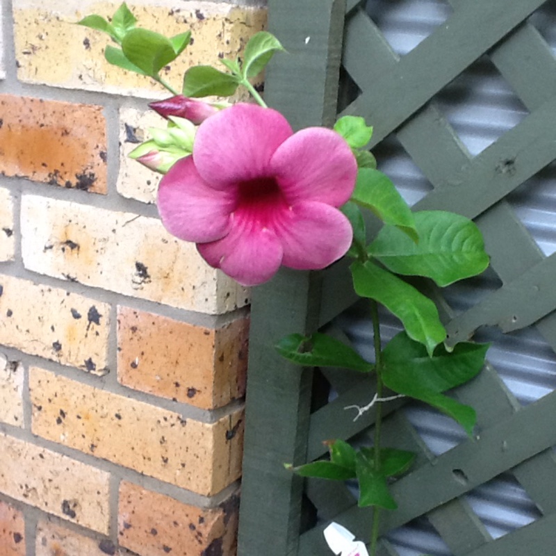 Allamanda blanchetii