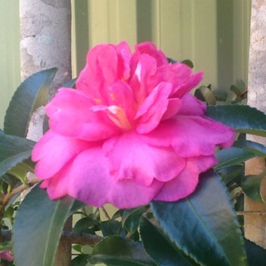 Camellia