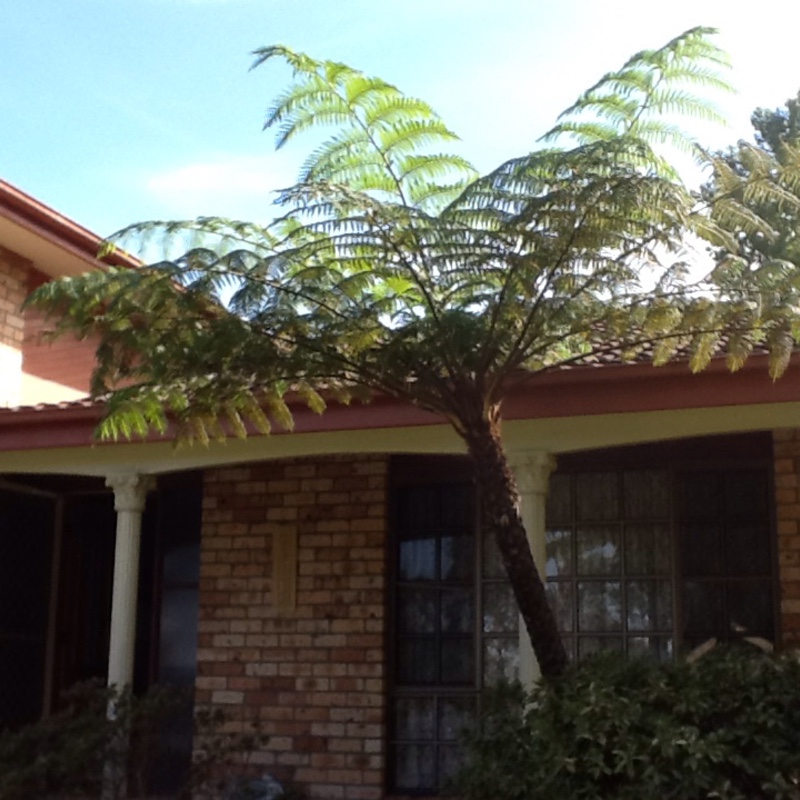 Cyathea cooperi syn. Alsophila cooperi