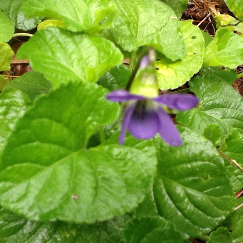 Viola riviniana 'Rosea'