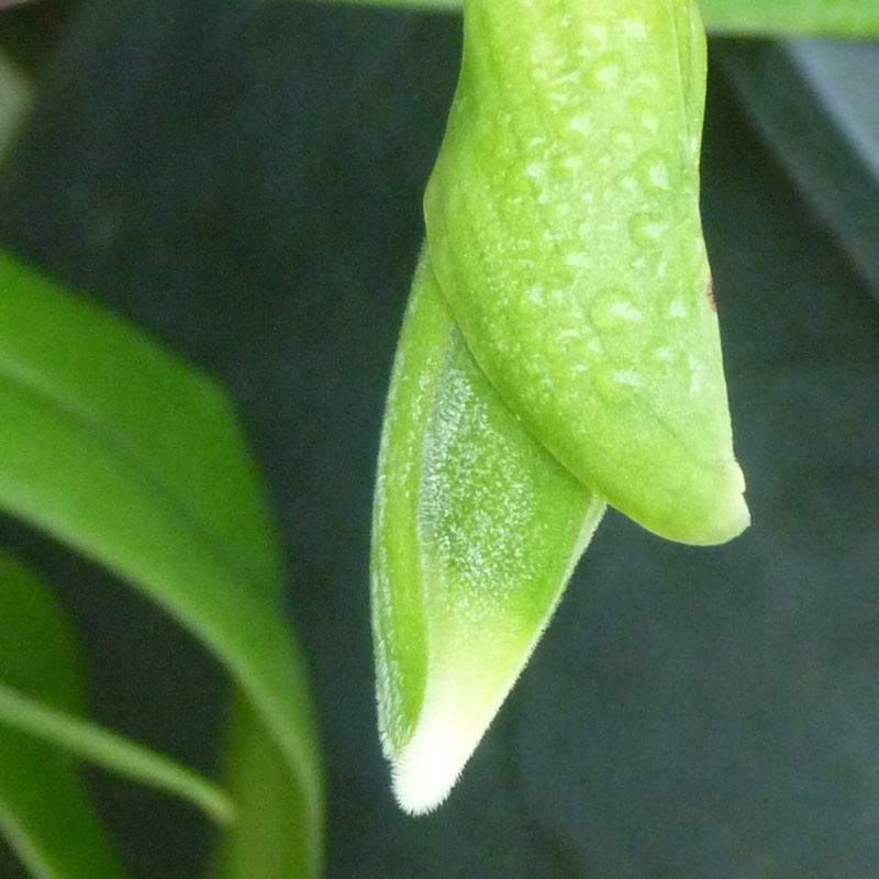 plant image 42791