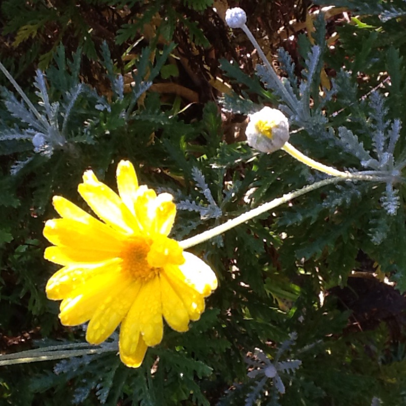 Euryops pectinatus 'Silver Star'