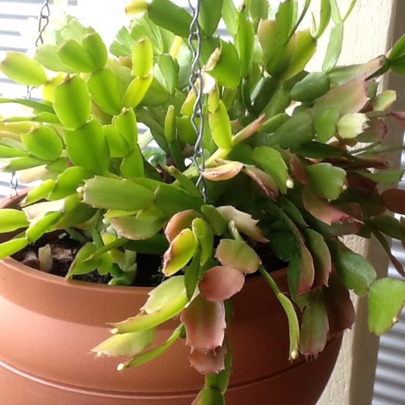 Schlumbergera truncata