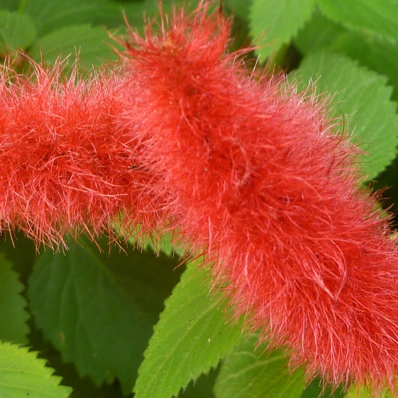 Acalypha hispida