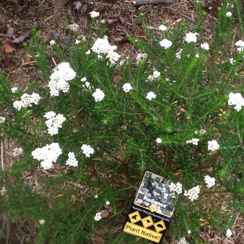 Ozothamnus Diosmifolius 'radiance'