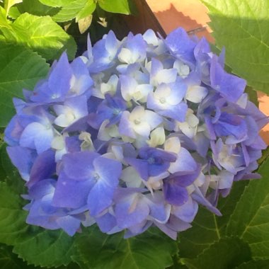 Hydrangea