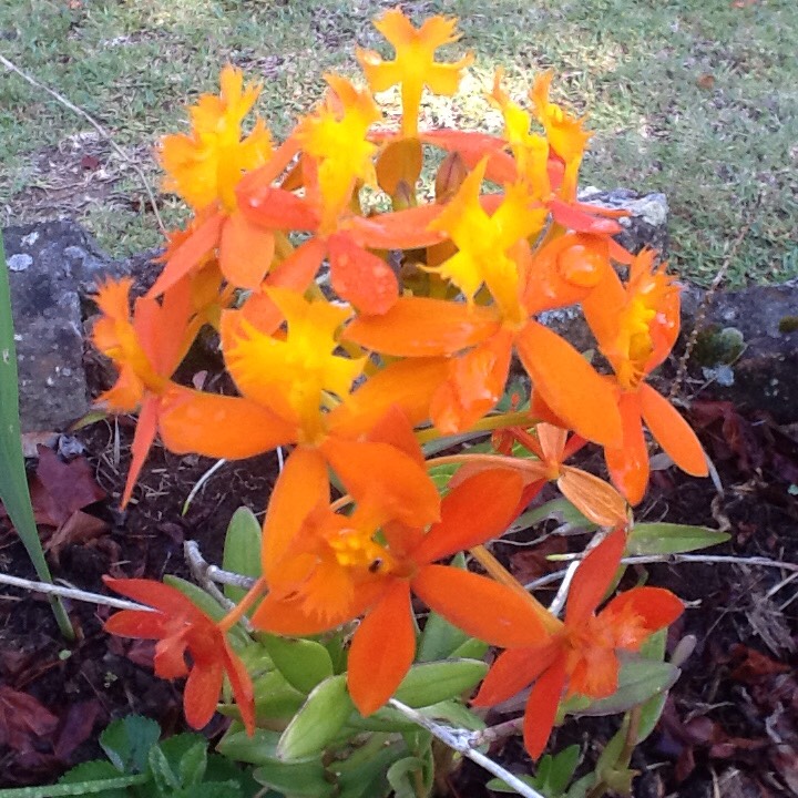 Plant image Epidendrum Radicans