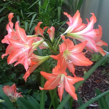 Hippeastrum puniceum