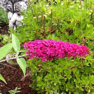 Buddleja davidii 'Tobudviole' (Buzz Series) syn. Buddleja davidii 'Buzz Violet', Buddleja davidii 'Buzz Lavender'