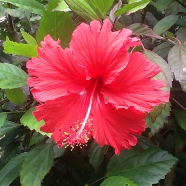 Hibiscus rosa-sinensis