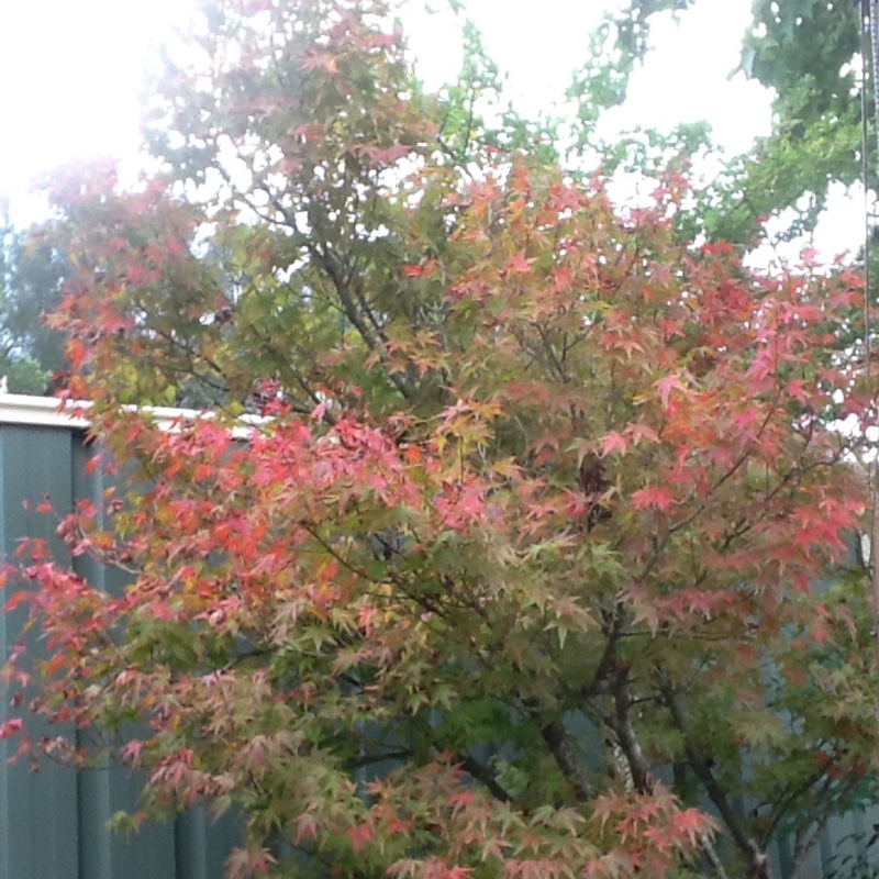 Acer palmatum