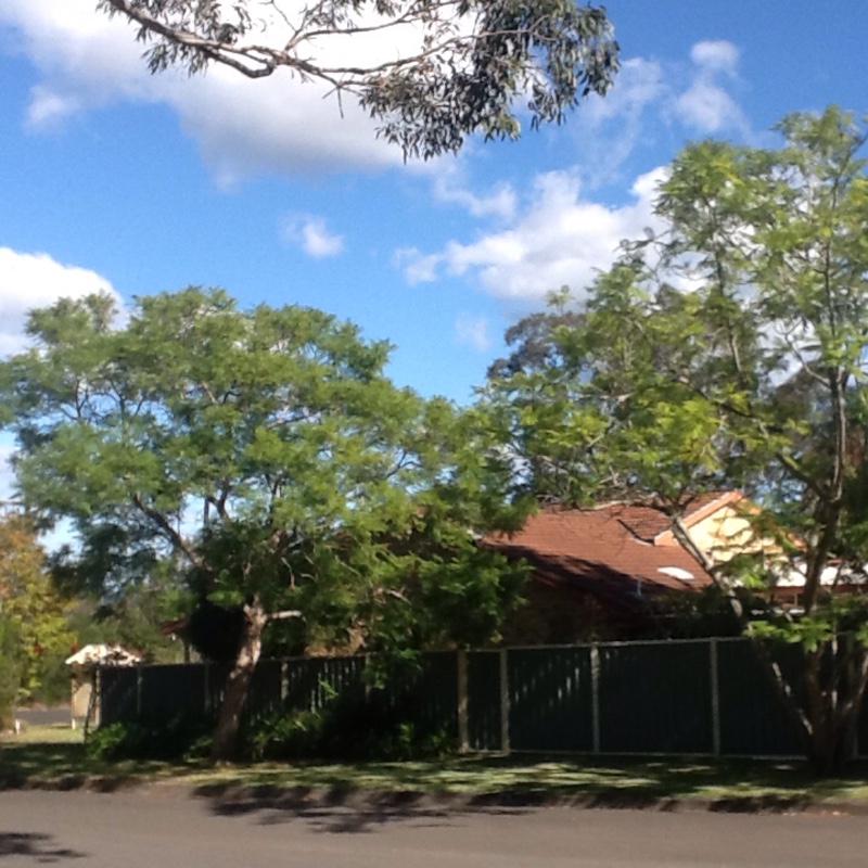 Jacaranda mimosifolia