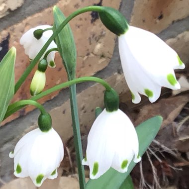 Leucojum aestivum 'Gravetye Giant'