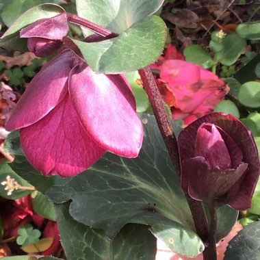 Helleborus 'Abcrd02' (Frostkiss Series) syn. Helleborus (Rodney Davey Marbled Group) 'Anna's Red'