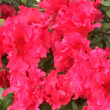 Rhododendron 'Red Wing'