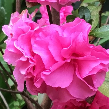 Rhododendron  (Azalea Varieties)