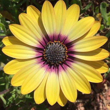 Osteospermum 'Serenity Blue Eyed Beauty'