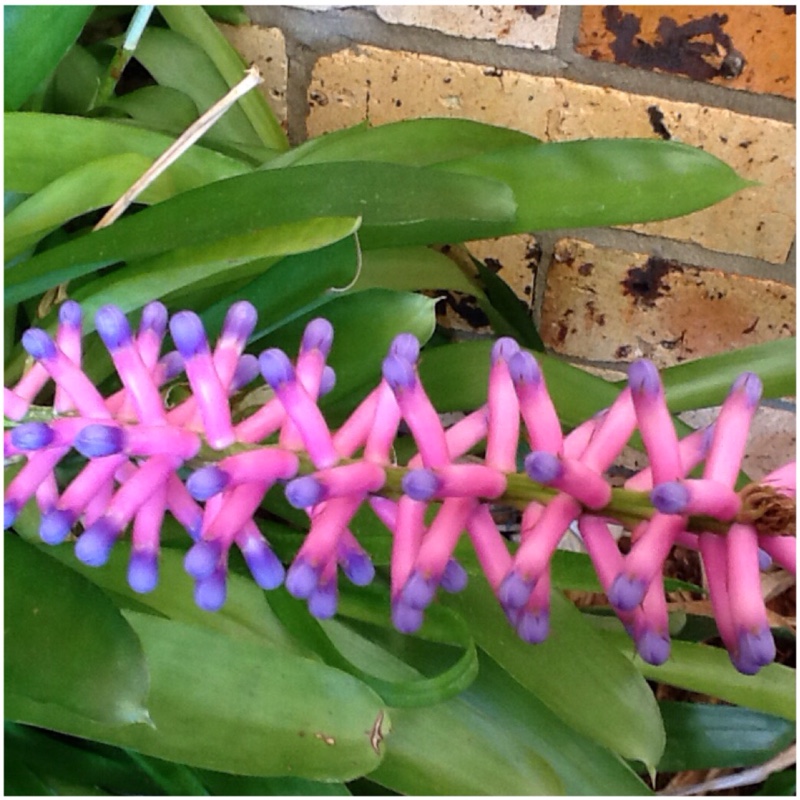 Aechmea gamosepala