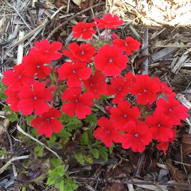 Verbena peruviana 'Aztec™ Red Velvet'