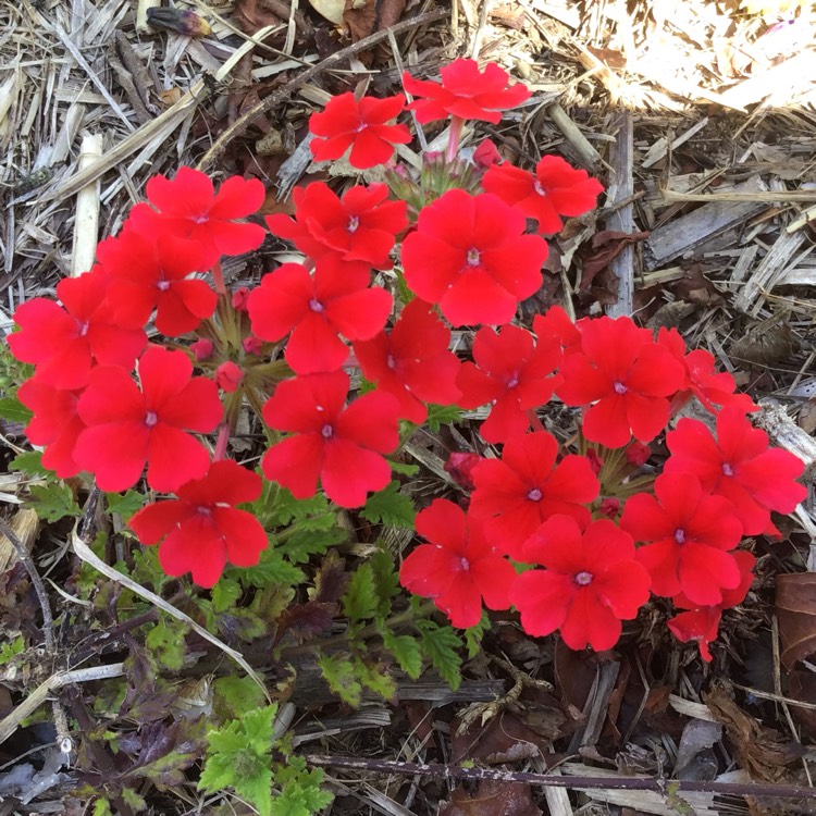 Plant image Verbena peruviana 'Aztec™ Red Velvet'