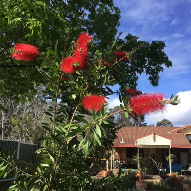 Callistemon Citrinus 'Endeavour'