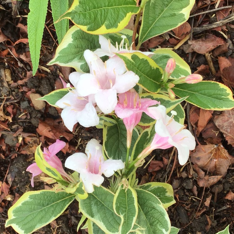 Plant image Weigela 'Florida Variegata' syn. Weigela florida 'Variegata', Weigela florida 'Aureovariegata'