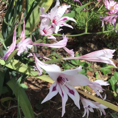 Gladiolus carneus