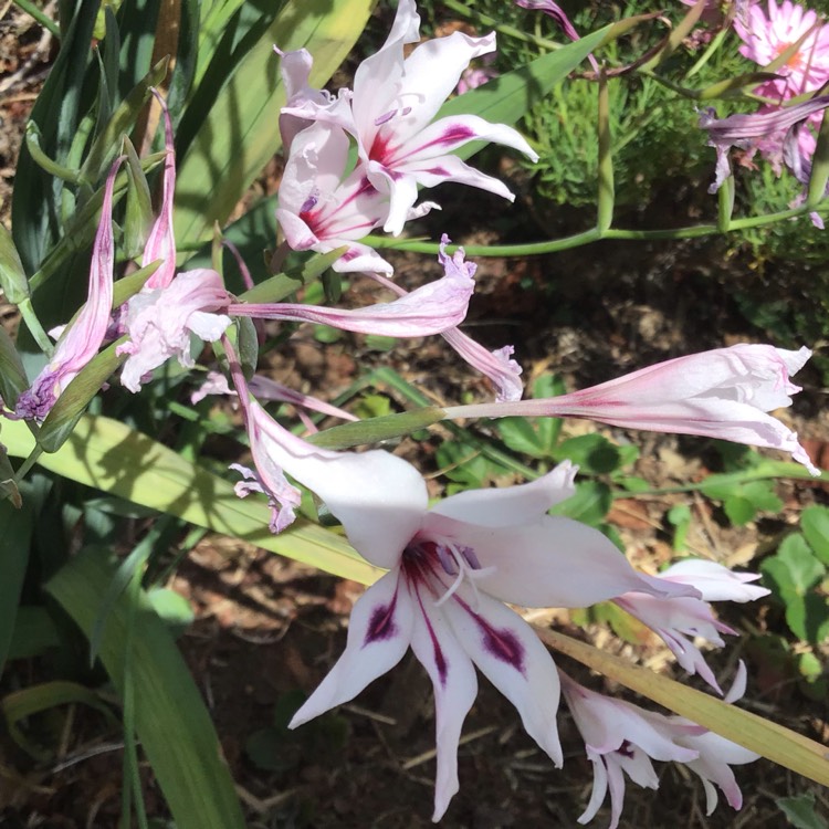 Plant image Gladiolus carneus