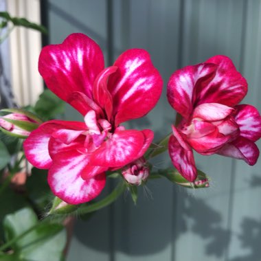 Geranium