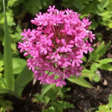 Centranthus ruber